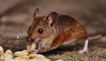 24 Hour & Emergency Exterminators in Raceland, KY